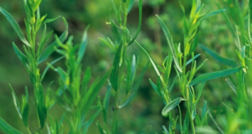 French Tarragon